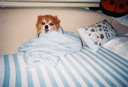 He was cold so he wrapped himself up in the blanket.  Sweet.  He is 15 years old.