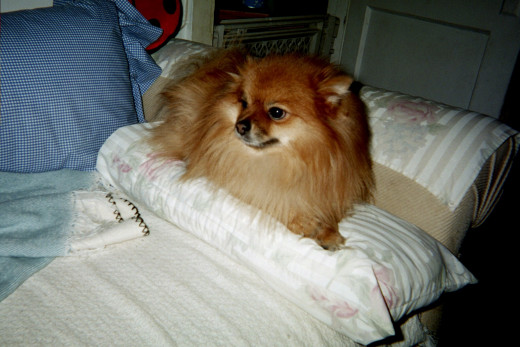 This little beauty just turned 8.