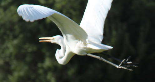 The Great Egret's wings are impressively large - note the beautiful curve and the 'keel-like' position of the neck