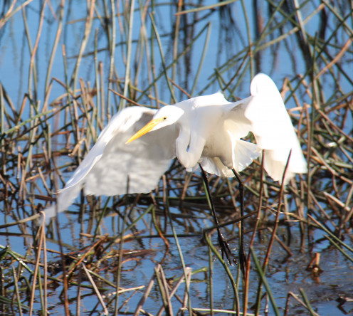 Great Eastern Egret - landing