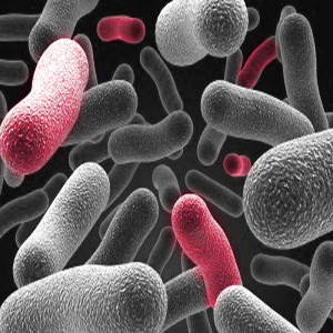 Bad bacteria will cause smelly feet; but good bacteria help to rid your feet of the bad bacteria, keeping them from becoming so smelly.
