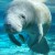 At Blue Spring State Park you can see manatees. At Blue Spring State Park you can see manatees.