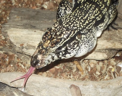 Why A Tegu is the Best Pet Lizard Why A Tegu is the Best Pet Lizard