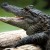 At Gatorland you can see gators. At Gatorland you can see gators.