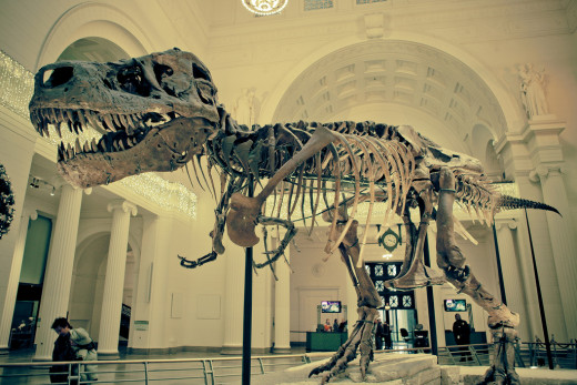 Visit The Field Museum in Chicago