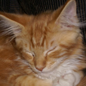 Kittymeowmeow profile image