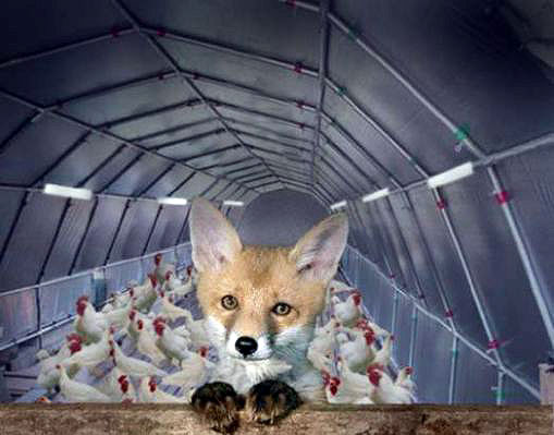 Now that the chickens are starting to feel comfortable around the fox, how long before he turns against them?