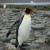 King Penguin at Salisbury Plain