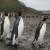 King Penguins at Salisbury Plain