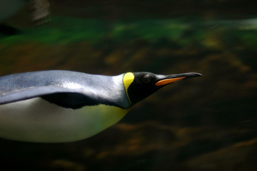 King penguin swimming under water.