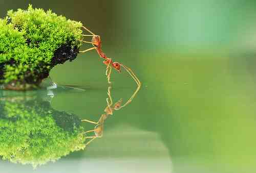 A Red Ant