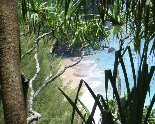 Na Pali Coast, NW Kauai, Hawaii: view of Hanakapi'ai Beach through palms, from Kalalau Trail.