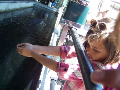 Feeding the hatchery fish.