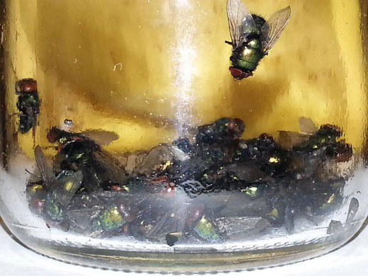 It became puzzling to where they were coming from and where they were hiding indoors.  Soon, these houseflies got crowded inside the jar!