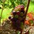 The changing colors in this bunch of grapes denotes that the plant is shifting its energy production to favor fruit. CC-attribution: Photo by kvins.com The changing colors in this bunch of grapes denotes that the plant is shifting its energy production to favor fruit. CC-attribution: Photo by kvins.com