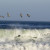 Brown Pelicans Flying On Nags Head Beach On The North Carolina Outerbanks. Come see them real soon. And enjoy the North Carolina Outerbanks. Brown Pelicans Flying On Nags Head Beach On The North Carolina Outerbanks. Come see them real soon. And enjoy the North Carolina Outerbanks.