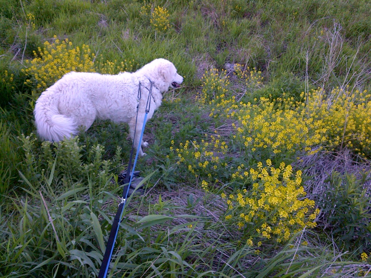Observing summer wildflowers of Southern Ontario, Western NY and Michigan while hiking with our dog