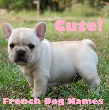 Cute French Dog Names for a Papillon or French Bulldog ...