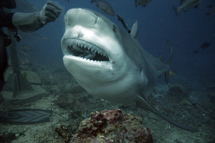 If we examine the internal anatomy of the Bull Shark, we find that it is mostly full of its own name.
