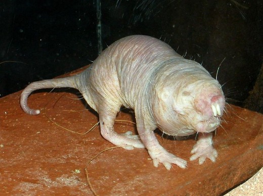 The naked mole rat, surely one of the most ugliest looking rodents around.