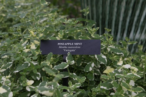 Mentha suaveolens 'Variegata'