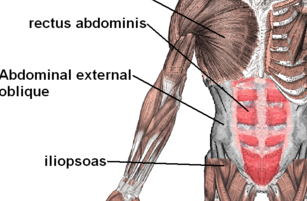 Train Abdominal Muscles