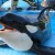Orca (Tilikum) performing a slide-out behaviour at SeaWorld Orlando. Orca (Tilikum) performing a slide-out behaviour at SeaWorld Orlando.