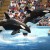 Orcas performing a jump behaviour at SeaWorld Orlando. Orcas performing a jump behaviour at SeaWorld Orlando.