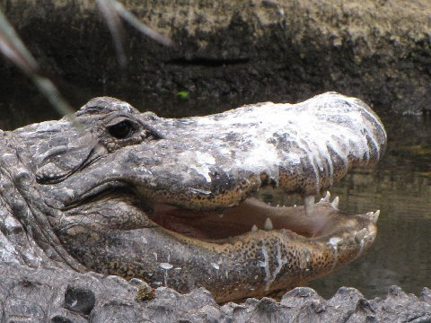 A crocodile doesn't appear to mind his bird poop facial. He's looking younger already.