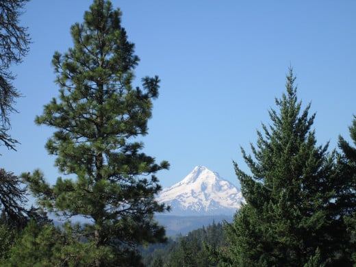 A view of Mt. Hood 