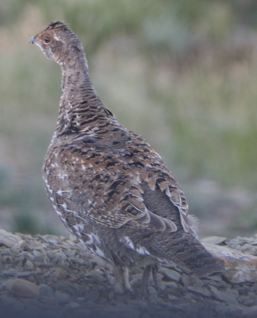 This blue or dusky grouse uses disruptive coloration to hide from predators.