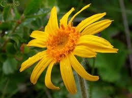 An image of the flower of Arnica montana 