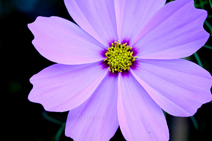 cosmos, original photo
