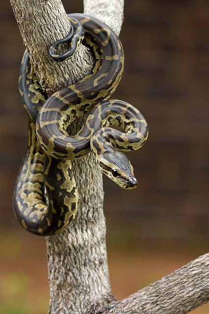 African Rock Python in a tree