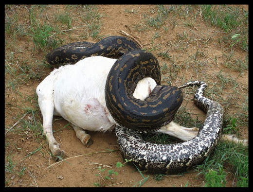 African Rock Python Constricting a Goat