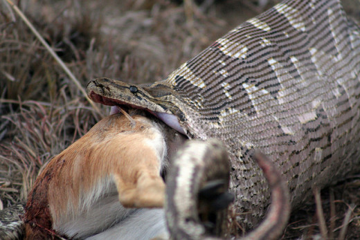 Rock Python trying to swallow a buck