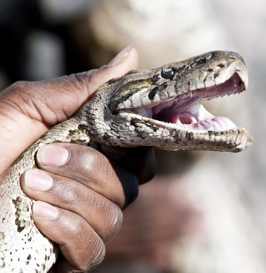 African Rock Python held during a demonstration to US Troops