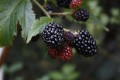 Health Benefits of Blackberries and Best Berry Ice Cream Recipe