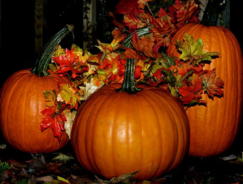 pumpkins may be orange, red, white or green