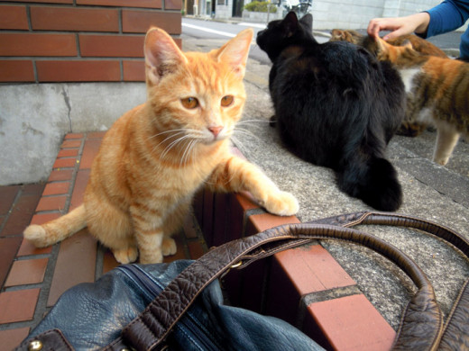 Stray cats can be found almost anywhere.