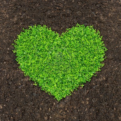 water your grass