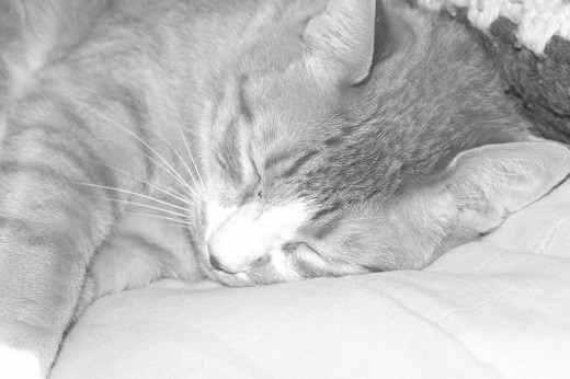 Tucker Tabby our beautiful boy, always dreaming of his next great conquest.  Tucker is an expert bug hunter