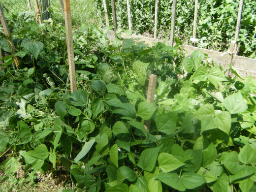 Raised bed of beans