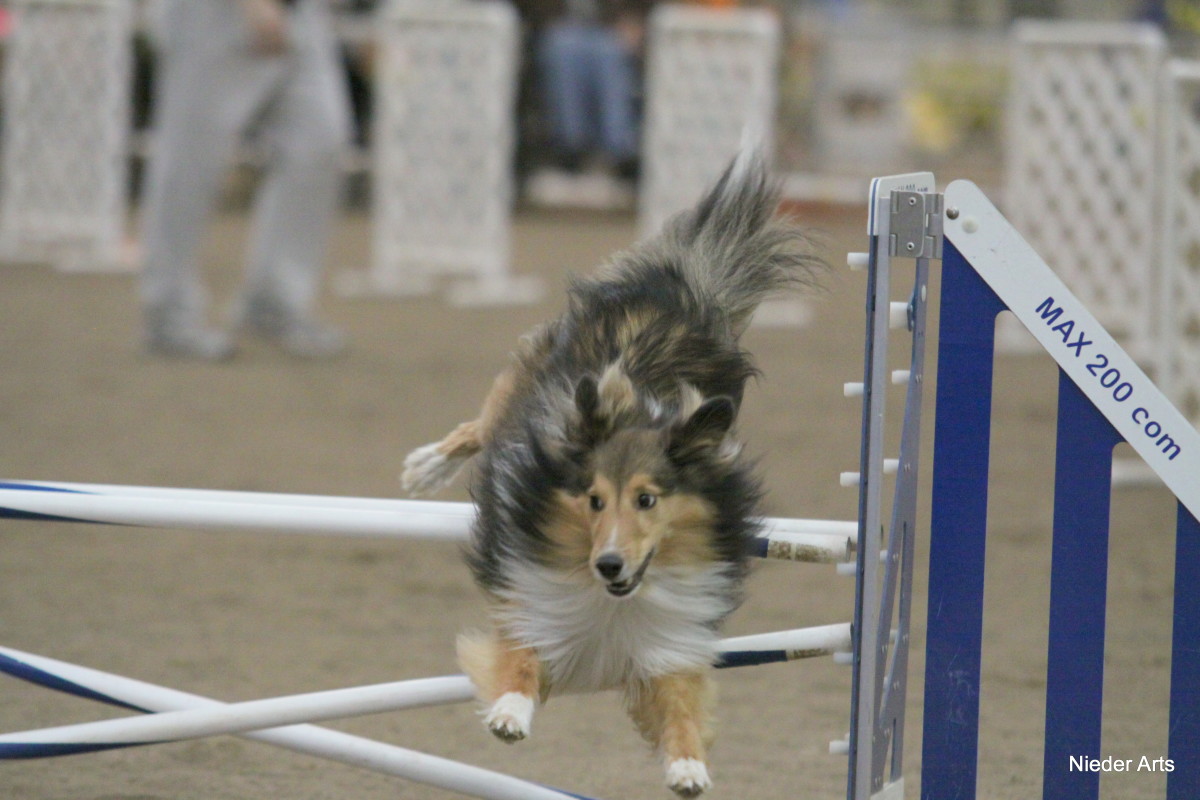 The author's Sheltie has received a late command. In order to comply, he has abandoned proper jumping technique, and his tail has come up and lifted to the left to help him respond to the late information.