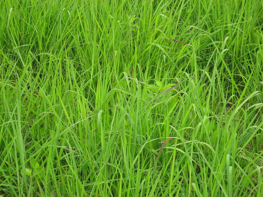 Yellow Indian Grass