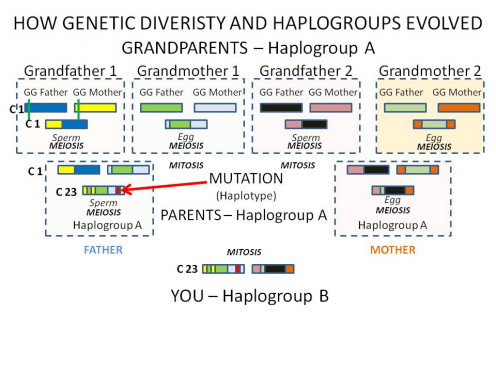 DIVERSITY THROUGH MEIOSIS AND MUTATIONS