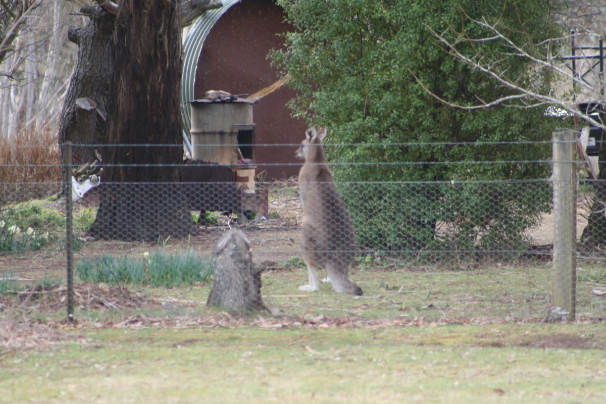 lol. Totally unflustered, the kangaroo was on the garden side of the fence - within metres of a house - in the middle of the day!