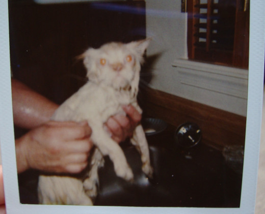 My husband holding Frankie during one of his many baths.