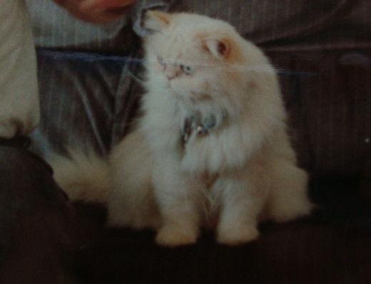Beautiful Frankie.