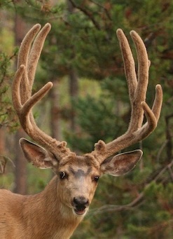 This mule deer buck is still in velvet.